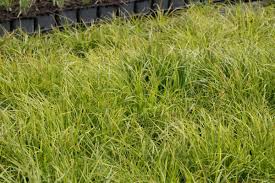 Attēlu rezultāti vaicājumam “Carex montana”