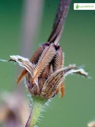 Attēlu rezultāti vaicājumam “Erodium cicutarium fruit”