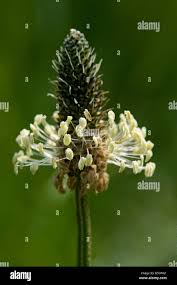 Attēlu rezultāti vaicājumam “Plantago lanceolata bud”