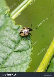 Attēlu rezultāti vaicājumam “Tritomegas bicolor nymph”