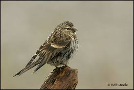 Attēlu rezultāti vaicājumam “Carduelis flammea female”