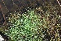 Attēlu rezultāti vaicājumam “Agrostis stolonifera subsp. straminea”