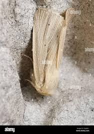 Attēlu rezultāti vaicājumam “Mythimna impura”