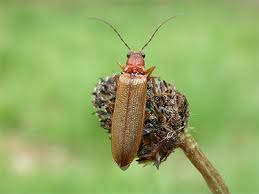 Attēlu rezultāti vaicājumam “Denticollis linearis”