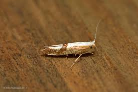 Attēlu rezultāti vaicājumam “Argyresthia pruniella”