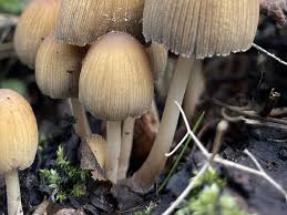 Attēlu rezultāti vaicājumam “Coprinus micaceus”