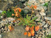 Image result for Bitterwurz