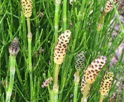 Attēlu rezultāti vaicājumam “Equisetum palustre”