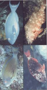 Image result for Sparisoma amplum