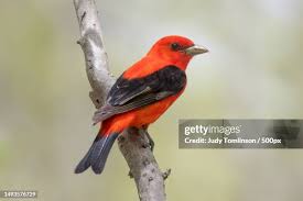 Image result for Piranga olivacea