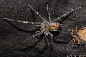 Attēlu rezultāti vaicājumam “Lycogala alisaulianovae macro”