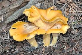 Attēlu rezultāti vaicājumam “Cantharellus cibarius”