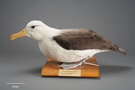 Image result for Thalassarche melanophris