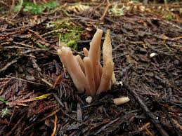 Attēlu rezultāti vaicājumam “Clavaria fumosa”