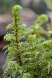 Attēlu rezultāti vaicājumam “Rhytidiadelphus triquetrus sporophyte”