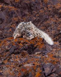 Image result for kernel panic snow leopard