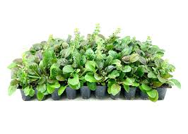 Attēlu rezultāti vaicājumam “Ajuga reptans leaf”