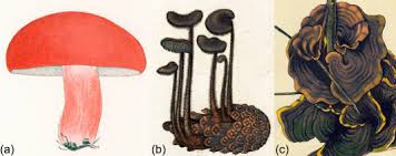 Attēlu rezultāti vaicājumam “Russulales”