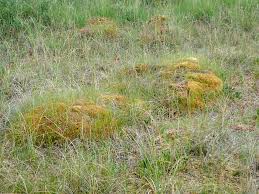 Attēlu rezultāti vaicājumam “Sphagnum austinii sporophyte”