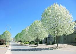 Attēlu rezultāti vaicājumam “Populus alba”