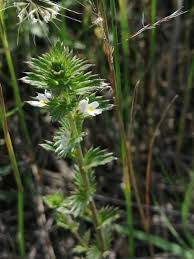 Image result for Euphrasia stricta