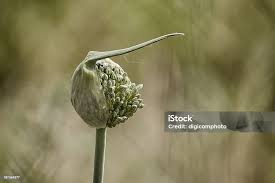 Attēlu rezultāti vaicājumam “Allium sativum bud”