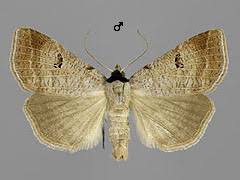 Attēlu rezultāti vaicājumam “Lygephila viciae”