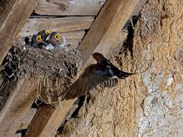 Attēlu rezultāti vaicājumam “Hirundo rustica nest”