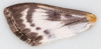 Attēlu rezultāti vaicājumam “Anania hortulata”