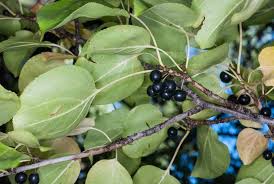 Attēlu rezultāti vaicājumam “Rhamnus cathartica fruit”
