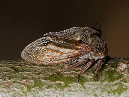 Attēlu rezultāti vaicājumam “Centrotus cornutus”