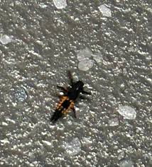 Attēlu rezultāti vaicājumam “Polyzonium germanicum”