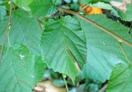 Attēlu rezultāti vaicājumam “Phyllonorycter nicellii”