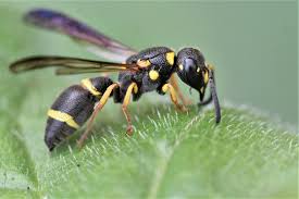 Attēlu rezultāti vaicājumam “Hymenoptera”