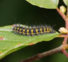 Attēlu rezultāti vaicājumam “Saturnia pavonia larva”