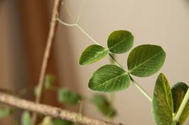 Attēlu rezultāti vaicājumam “Pisum sativum leaf”