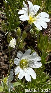Attēlu rezultāti vaicājumam “Cerastium arvense”