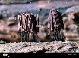 Attēlu rezultāti vaicājumam “Stemonitis sp.”