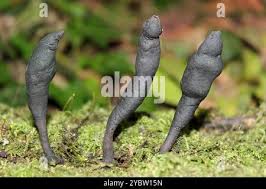 Attēlu rezultāti vaicājumam “Xylaria longipes”