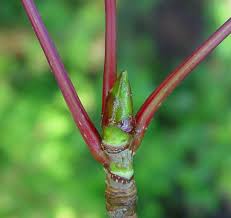 Attēlu rezultāti vaicājumam “Sorbus aucuparia bud”