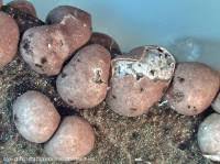 Attēlu rezultāti vaicājumam “Diderma testaceum sessile”