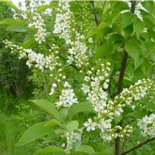 Attēlu rezultāti vaicājumam “Padus avium”