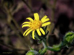 Attēlu rezultāti vaicājumam “Senecio viscosus”
