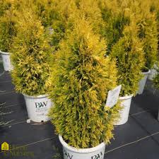 Attēlu rezultāti vaicājumam “Thuja plicata flower”