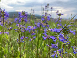 Image result for Penstemon