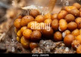 Attēlu rezultāti vaicājumam “Trichia varia spores”