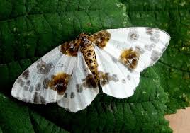 Attēlu rezultāti vaicājumam “Abraxas sylvata larva”