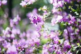 Attēlu rezultāti vaicājumam “Rhododendron sichotense flower”