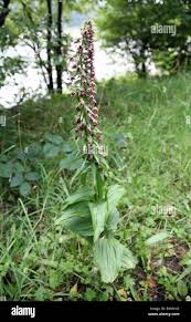 Attēlu rezultāti vaicājumam “Epipactis helleborine flower”