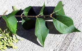 Attēlu rezultāti vaicājumam “Syringa reticulata subsp. amurensis leaf”
